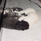 kittens3