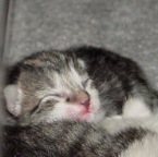 kittensleep