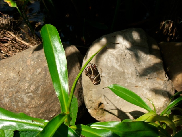 Loading Image