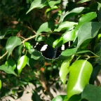 DSCF1244