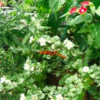 DSCF1252